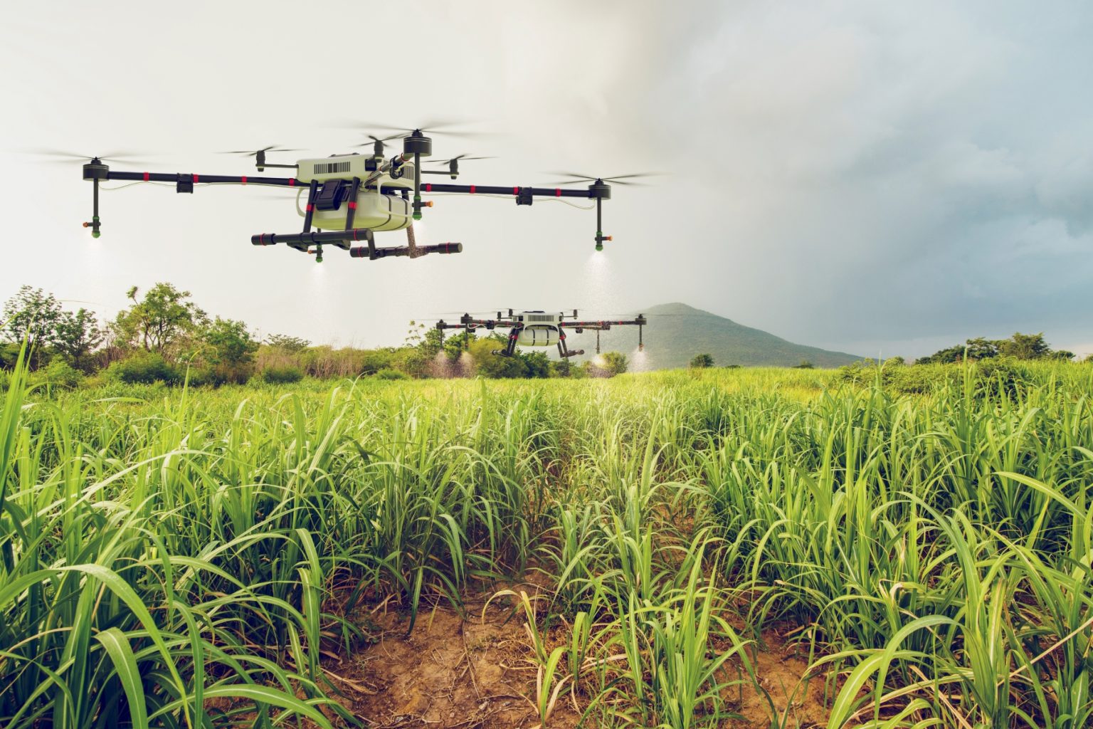 Agriculture