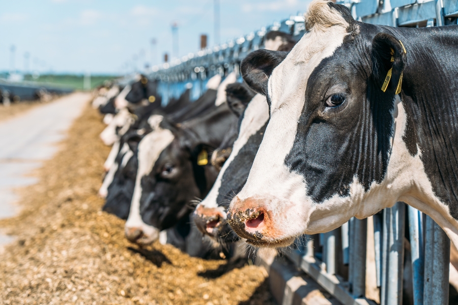 Dairy